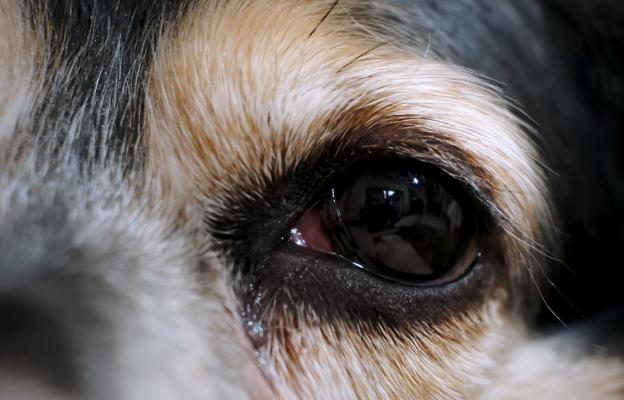 куче очни инфекции