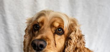 Очен секрет при кучетата: нормално явление или сигнал за тревога