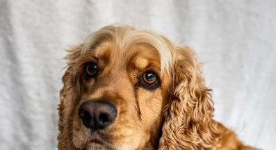 куче очни инфекции