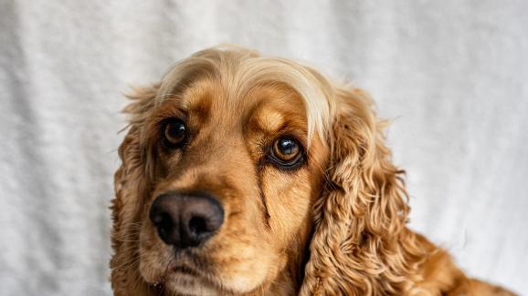 Очен секрет при кучетата: нормално явление или сигнал за тревога