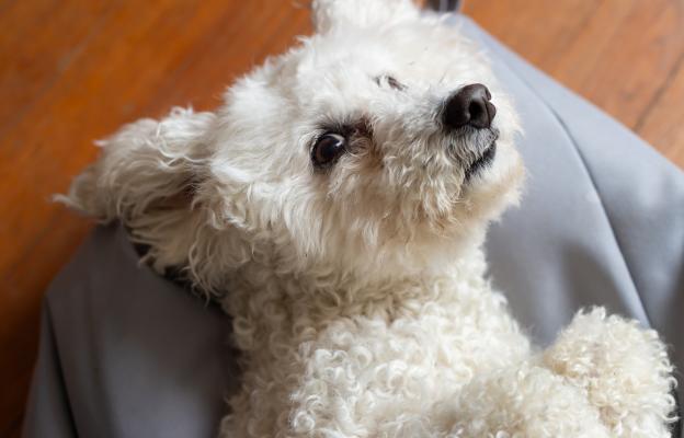 куче очни инфекции