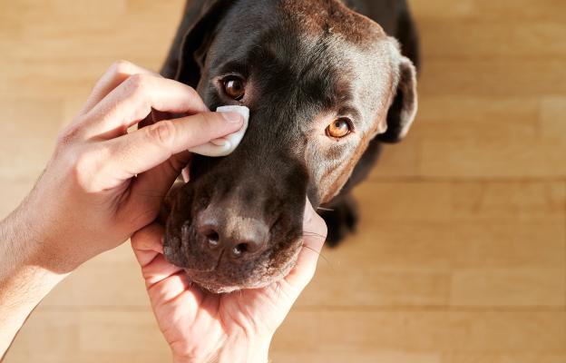 куче очен секрет