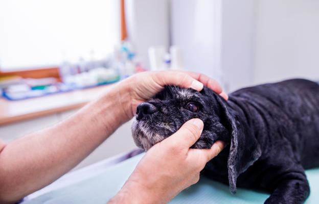 куче очен секрет