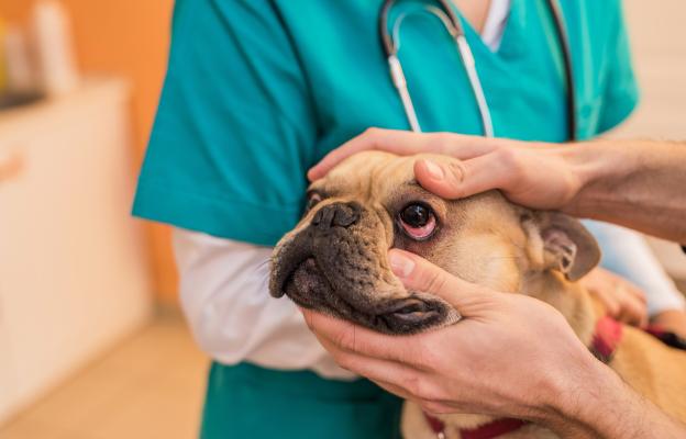 куче очен секрет