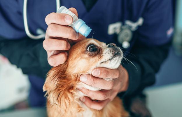 куче очен секрет