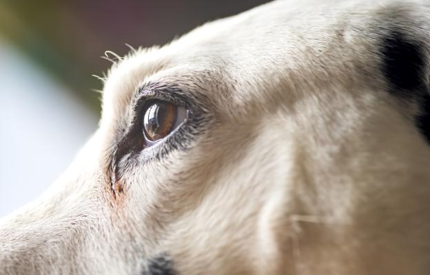 куче очен секрет