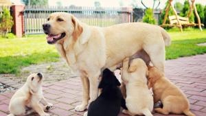 куче и кученца