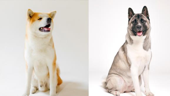 Японска и Американска Акита: прилики и разлики