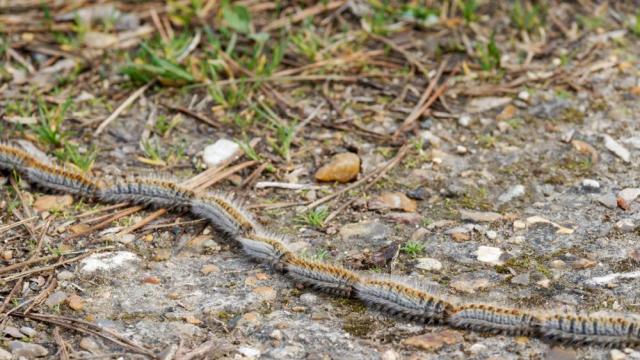 Внимавайте при разходки в паркове и гори: Опасна гъсеница крие риск за хора и животни