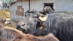 бивол биволи