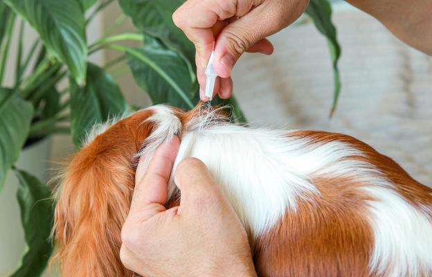 куче паразити