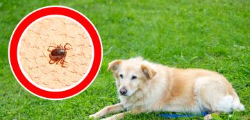 Външно и вътрешно обезпаразитяване на кучетата: Какво трябва да знаем