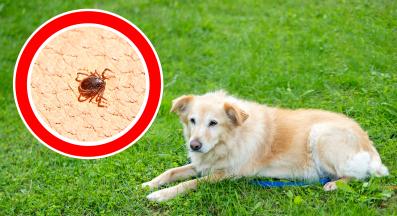 куче паразити