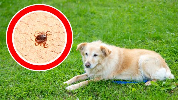 куче паразити