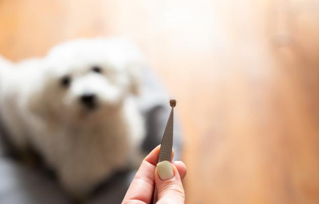 куче паразити