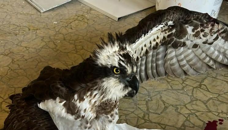 с - Спасиха тежко ранен орел рибар