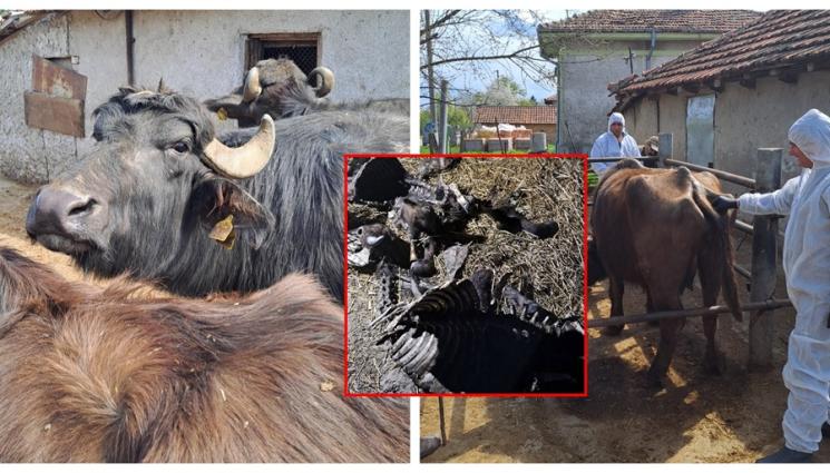 антракс - БАБХ: Има опасност от разпространение на антракс от огнището в Силистренско