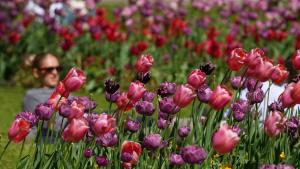 пролет лалета парк