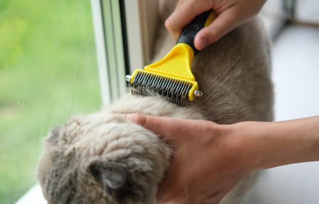 Дългокосместа котка