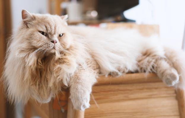 Дългокосместа котка