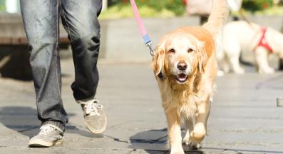 Голдън ретривър