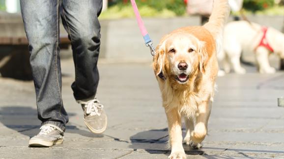 Голдън ретривър