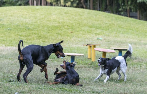 кучета игра парк