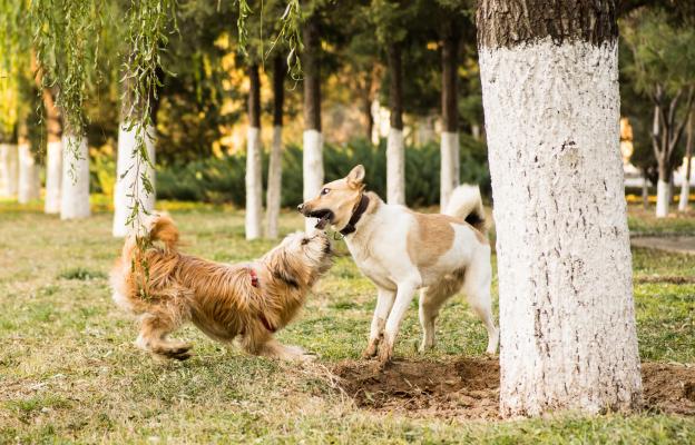 кучета игра парк