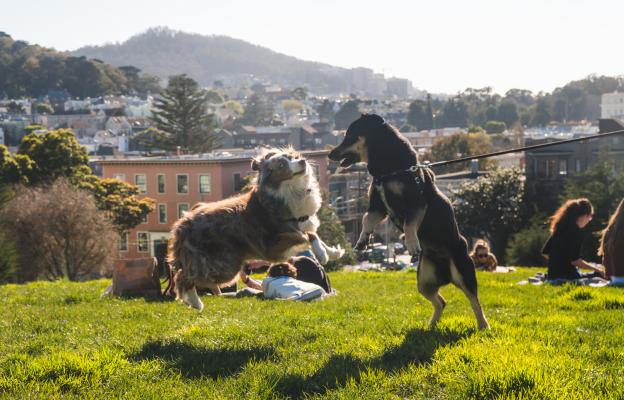 кучета игра парк