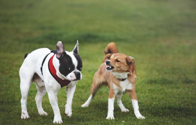 кучета игра парк