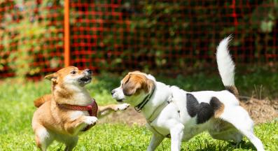 кучета игра парк