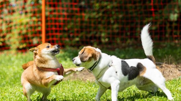 Кучето ви играе прекалено грубо? Ето как да го спрете, преди да стане проблем