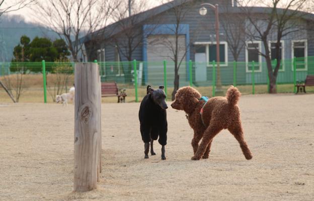 кучета игра парк