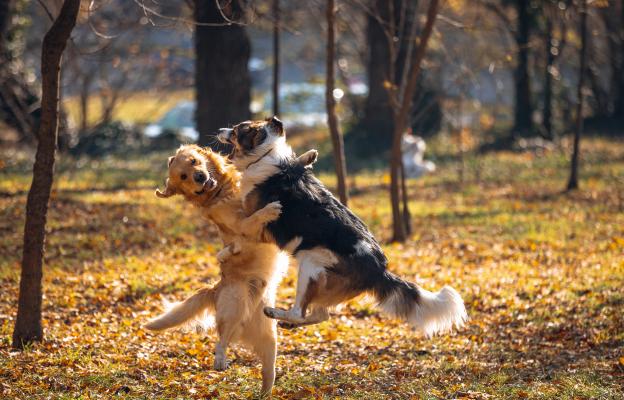 кучета игра парк