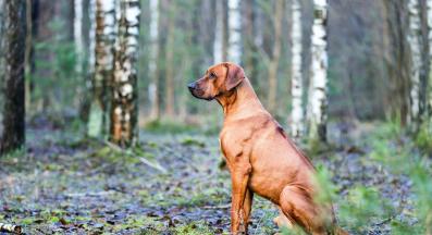 Родезийски риджбек