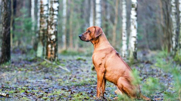 10 здрави породи кучета с легендарна издръжливост на дълги разстояния