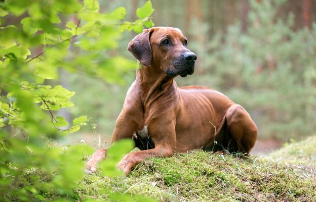 Родезийски риджбек