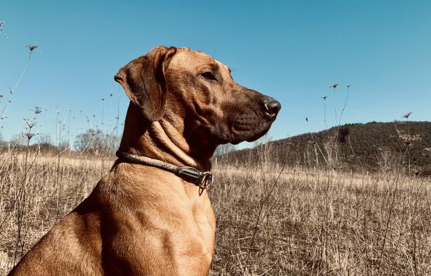 Родезийски риджбек