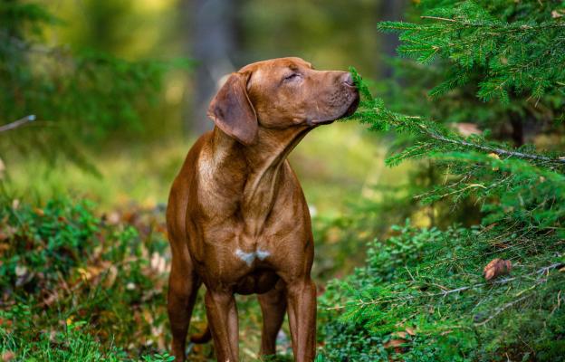 Родезийски риджбек