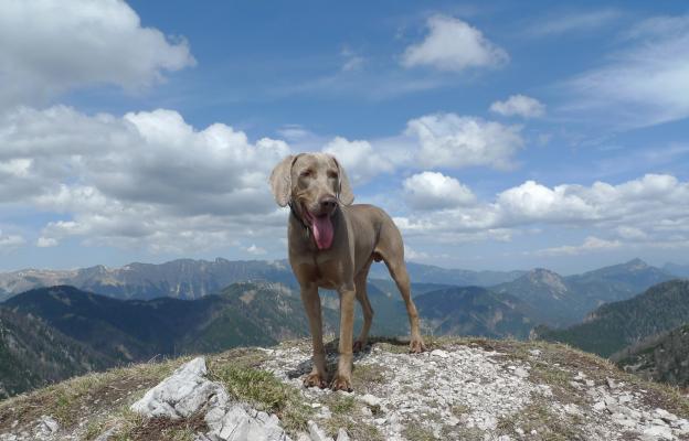 куче планина