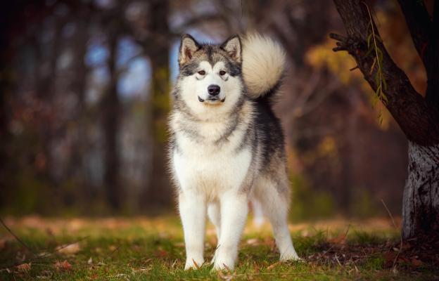 куче планина