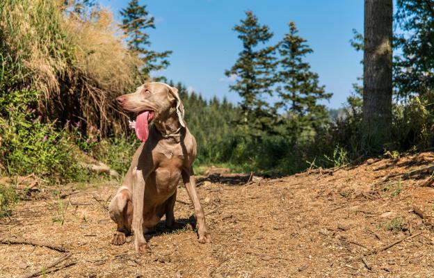 куче планина