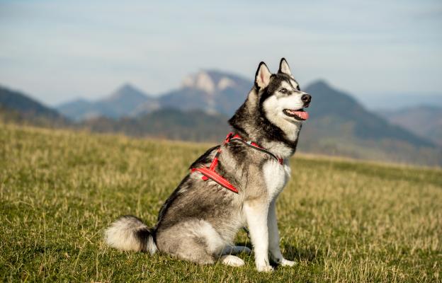 куче планина