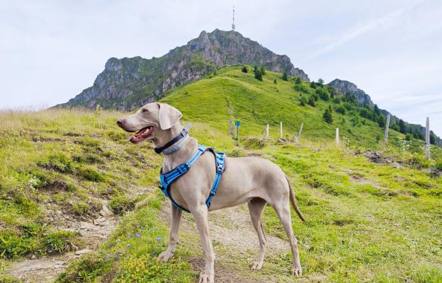 куче планина