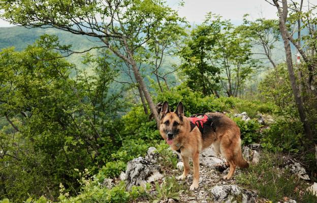 куче планина