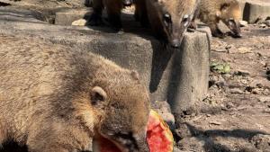 животни зоопарк Варна