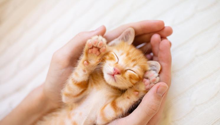 котки - Седем признака: Колко те обича котката!