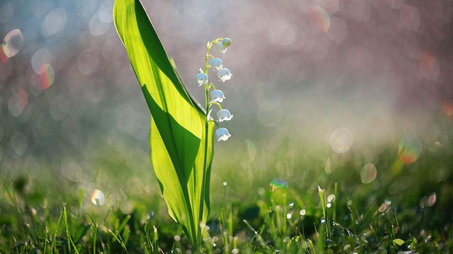 Обрат във времето: Слънце и до 21 градуса в петък