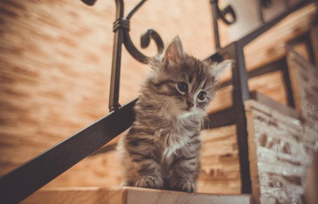 Малко коте на стълби