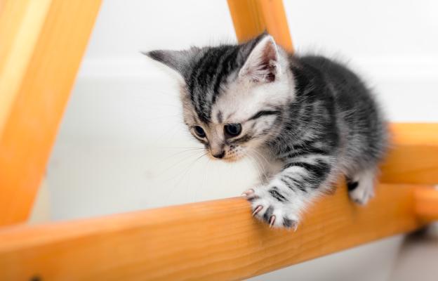 Малко коте на стълби